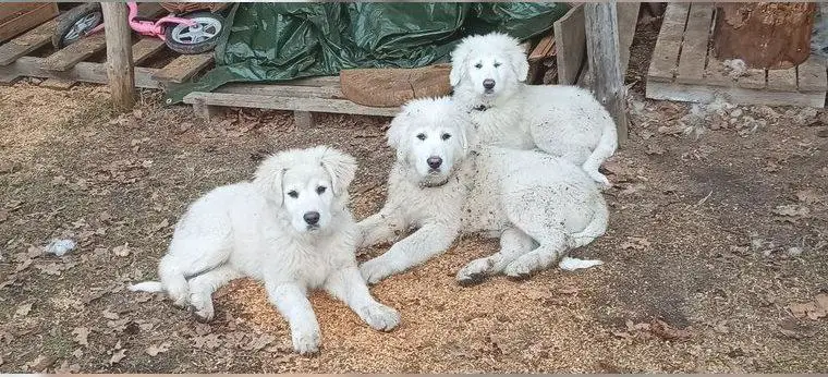 Pyrenäenberghund Welpen