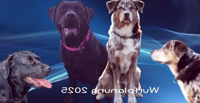 Aussiedor Welpen Leolabrador