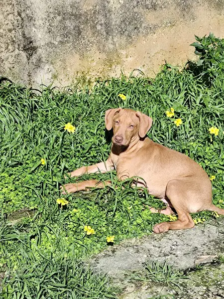 Steven- Wer schenkt mir ein wirkliches Zuhause?