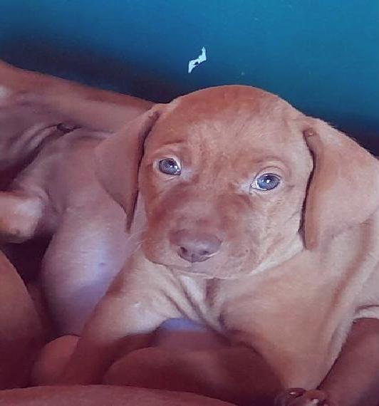 Magyar Vizsla Welpen mit Ahnentafel