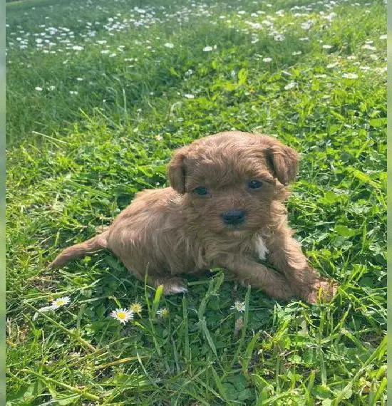 Bollipoo -Bolonka Pudel Welpen