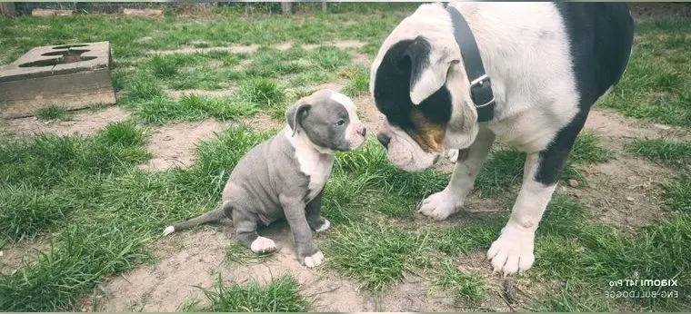 Sieben traumhaft schöne Old English Bulldog (OEB) Welpen