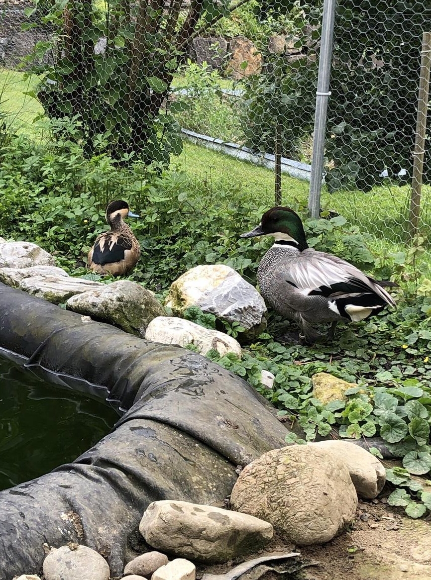 Sichelenten- und Hottentottenenten Männchen abzugeben