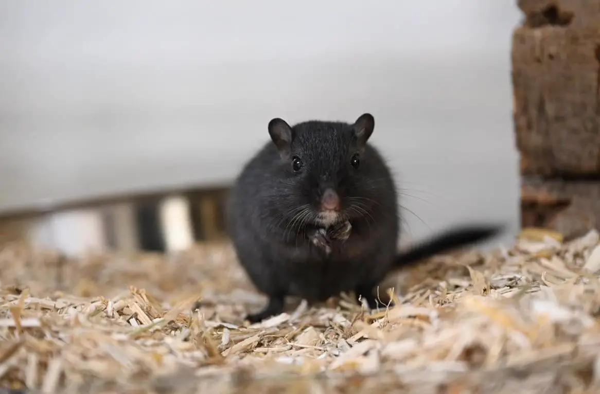 Rennmäuse Notfallstation - Aufnahme, Vergesellschaftung & Abgabe