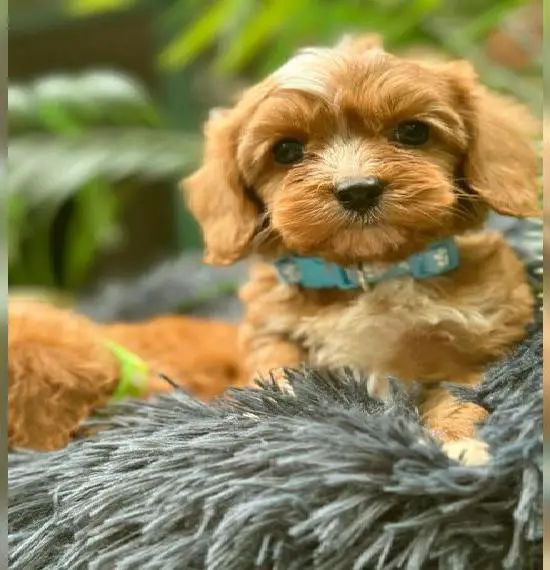 Cavapoo oder Cockapoo Pudel und King Cavalier Welpen