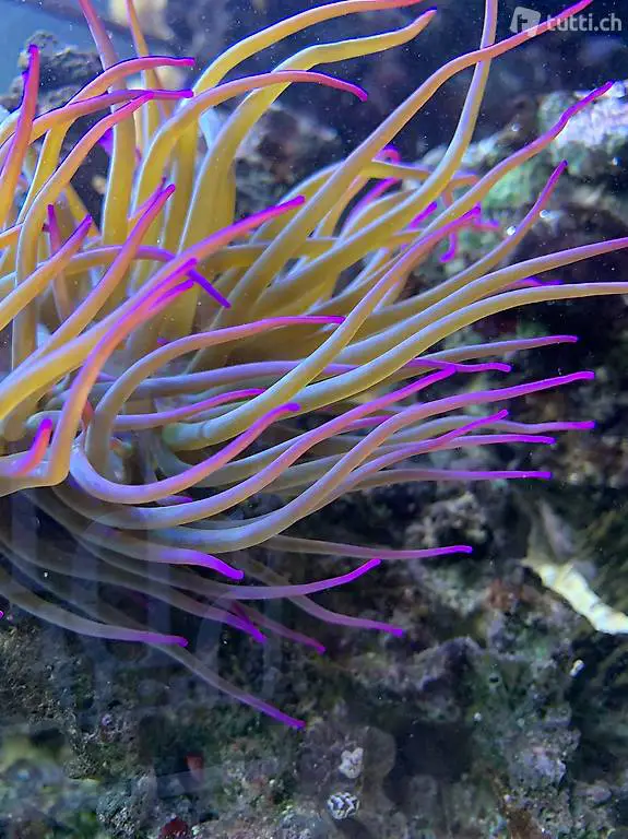 Acquario Marino Anemone