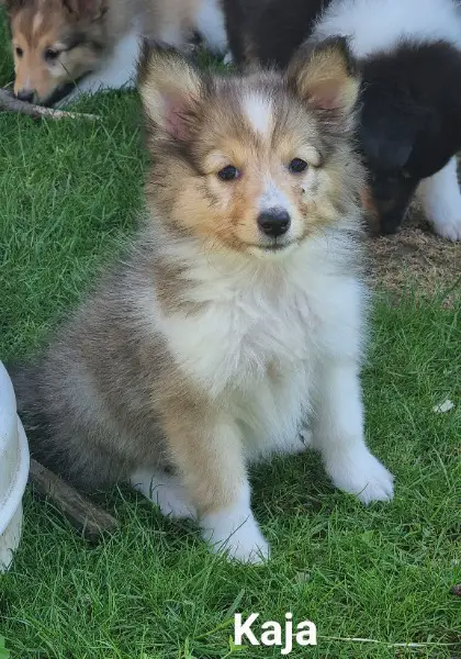 Schöne, junge Sheltiewelpen