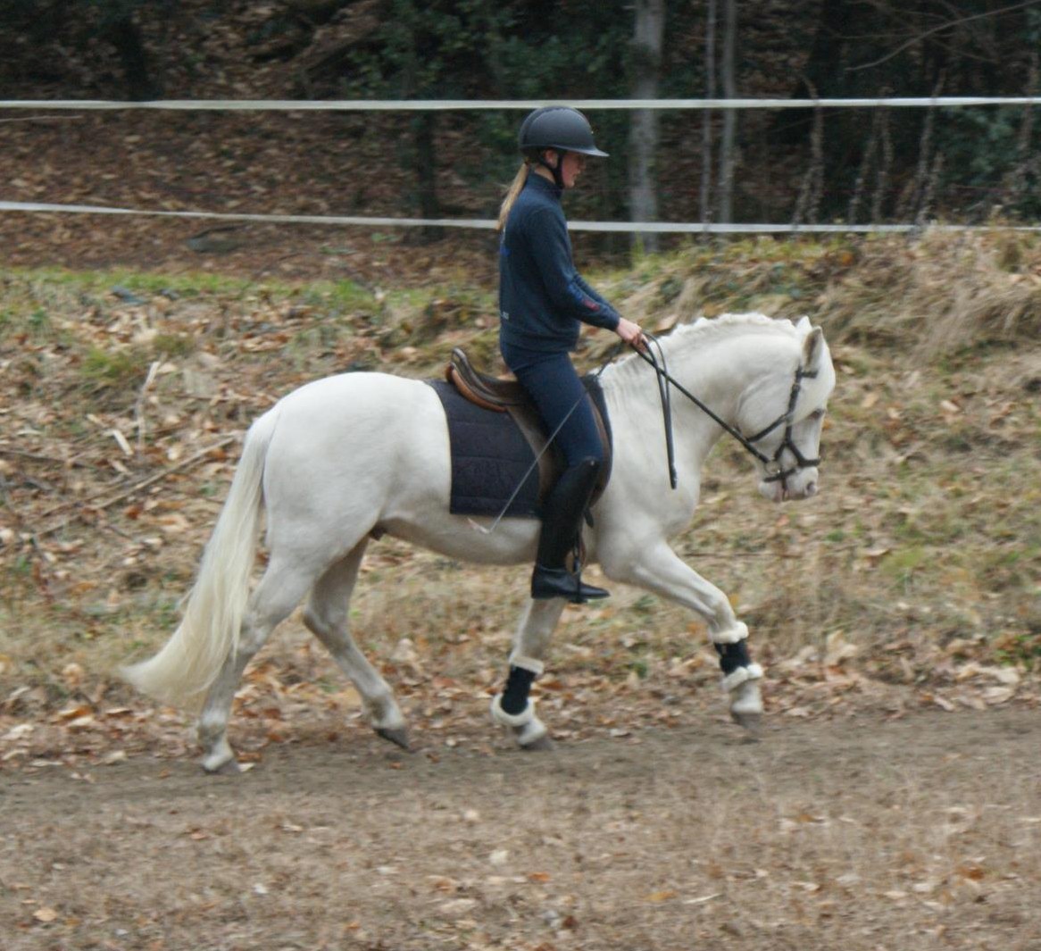 Pony Wallach, 5-jährig zu verkaufen