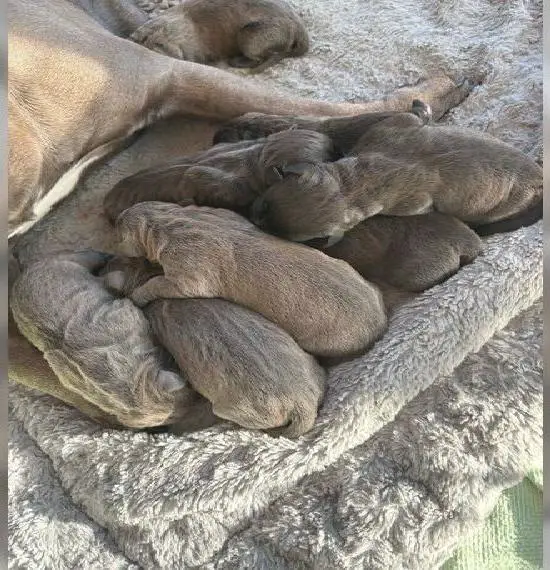 Reinrassige American Staffordshire Terrier Welpen (Blueline, Black)