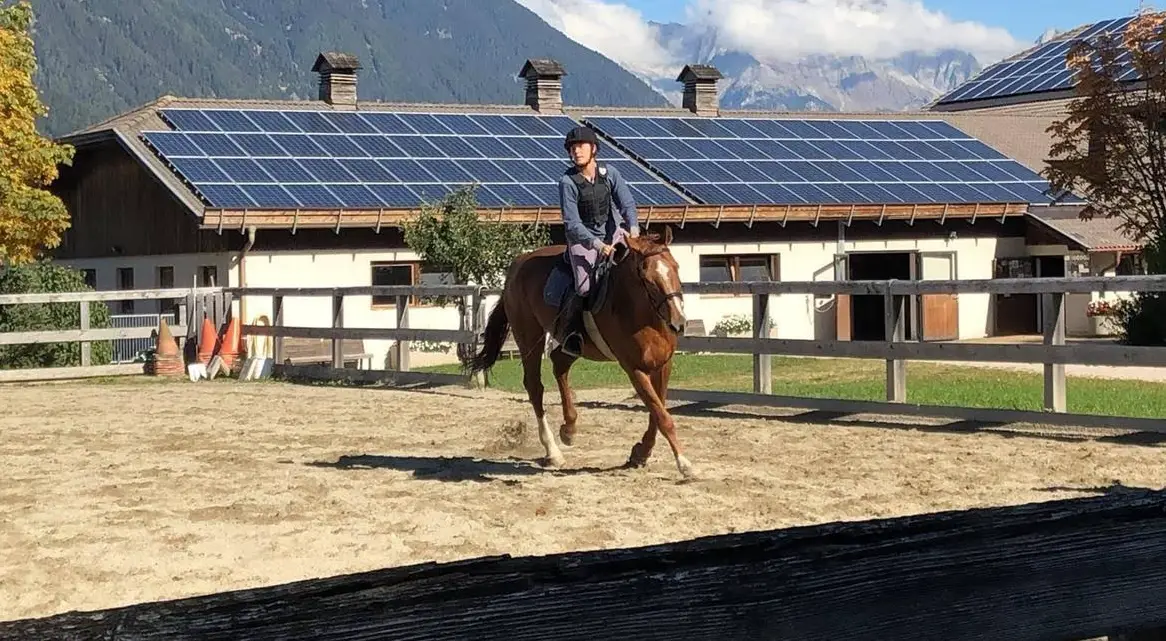 Suche Reitbeteiligung, Region Hirzel, Horgen, Wädenswil