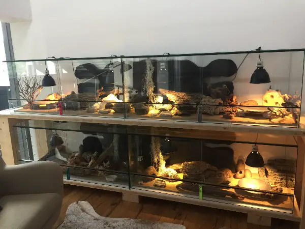 Leopardgeckos / Terrarium inkl. komplettem Zubehör