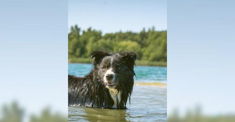 Border Collie Hündin