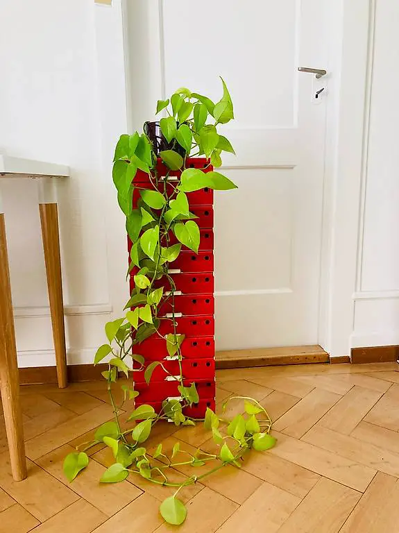 Zimmerpflanze Pothos
