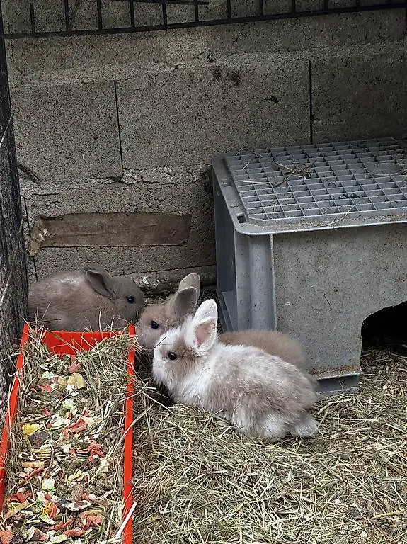 Conigli nani cuccioli