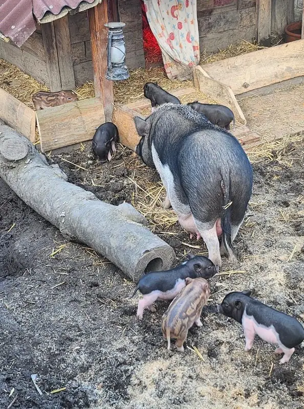 Little Minipigs mit Stammbaum zu verkaufen