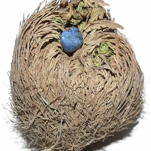  Rose von Jericho mit Dumortierit