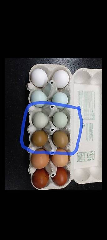 Bruteier Silverudds Hühner