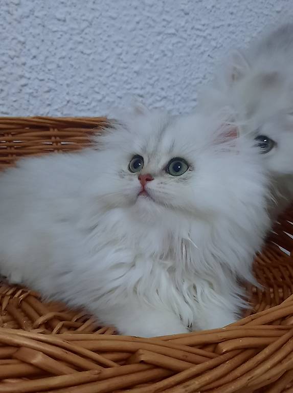 Cuccioli British longhair con pedigree.