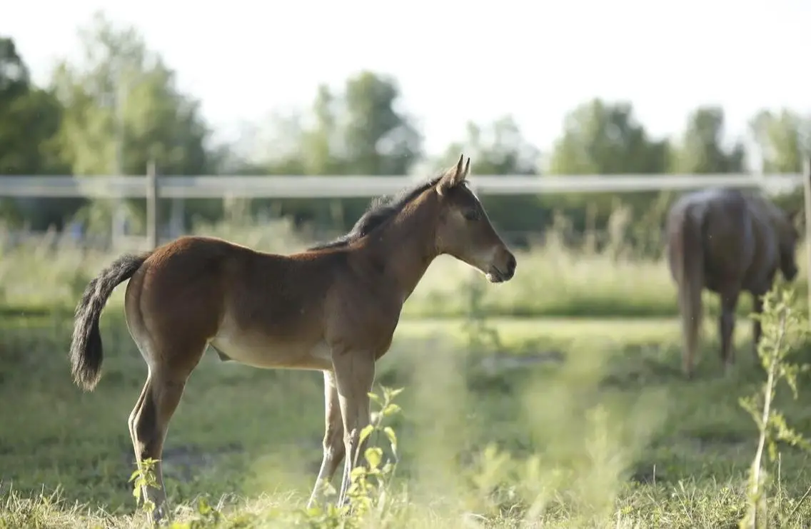 Wunderschönes Quarter Horse Stutfohlen