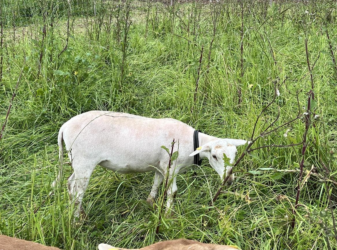 Nolana Schafe, Lämmer und Aue zu verkaufen