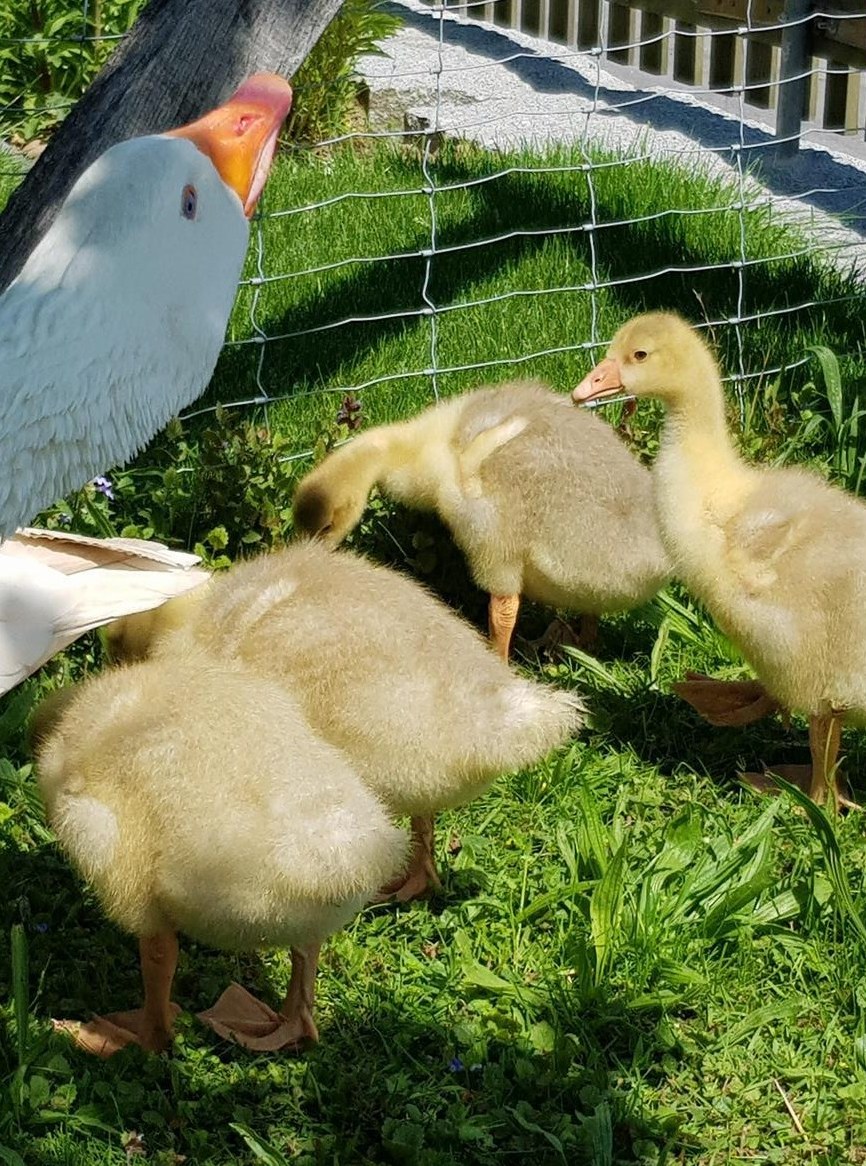 Gänse Küken von weissen Gänsen abzugeben