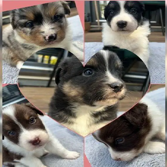 Australian Shepherd Welpen Wie sind 5 Wochen alt und unsere Eltern haben Papiere