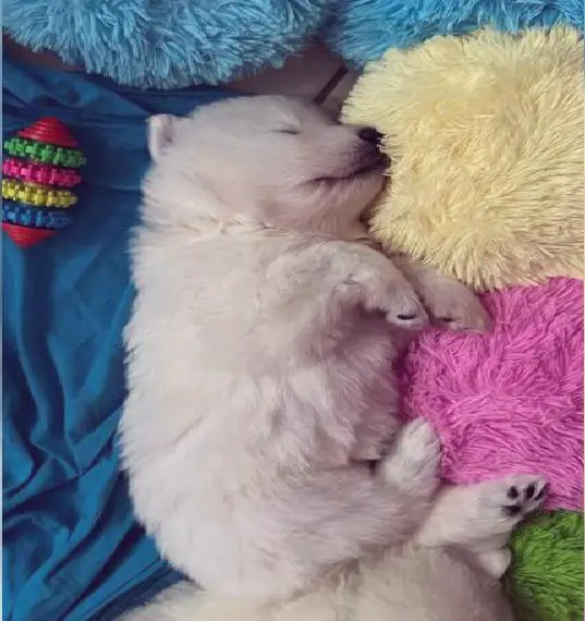 Weisse Schweizer Schäferhund Welpen (FCI Papiere)