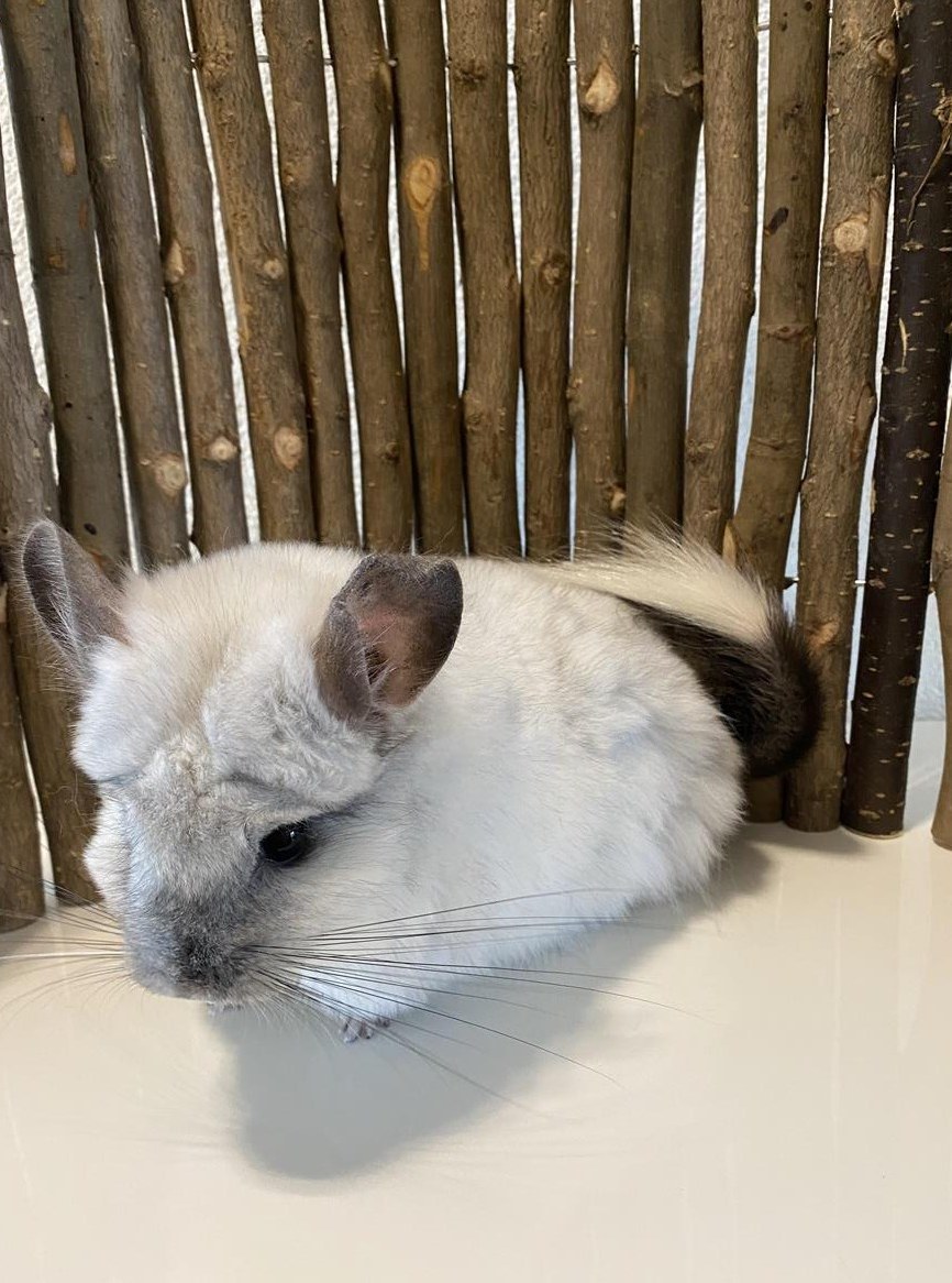 2 Chinchilla RPA Weibchen suchen neues Zuhause