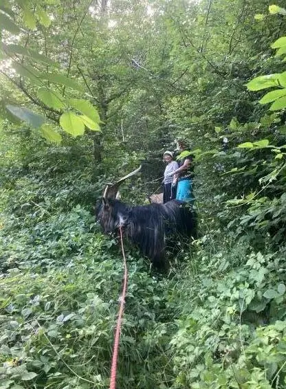 Ziegenbock zum Decken, Schwarzhals x Stiefelgeissmischling