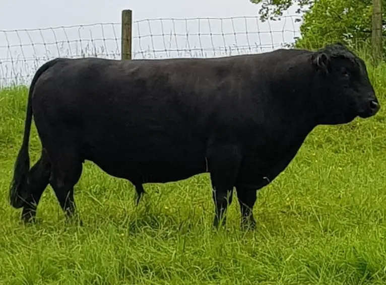 Dexter Stier, schwarz, hornlos, sehr zutraulich