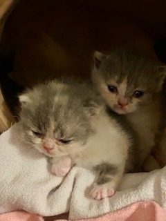 BKH Kitten mit Stammbaum