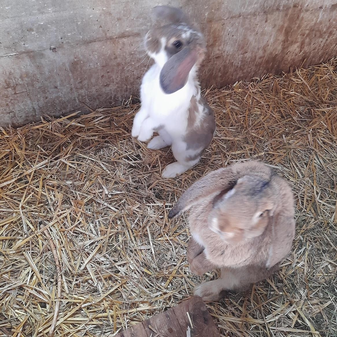 Französische Widder Kaninchen Böcke