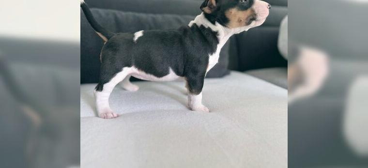 Reinrassige Miniatur-Bullterrier - typvoll & mit vollständigen Papieren