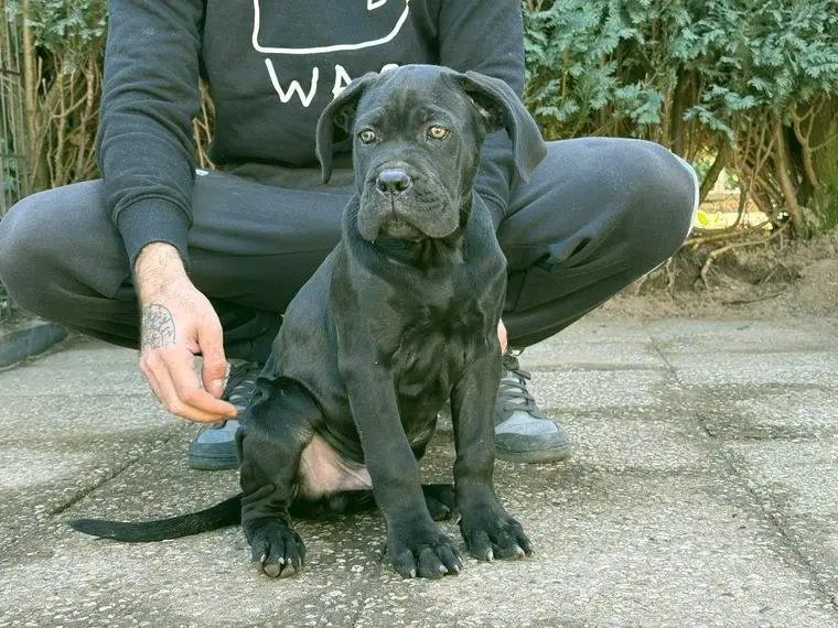 Cane Corso (Liebhaber der alten generation)