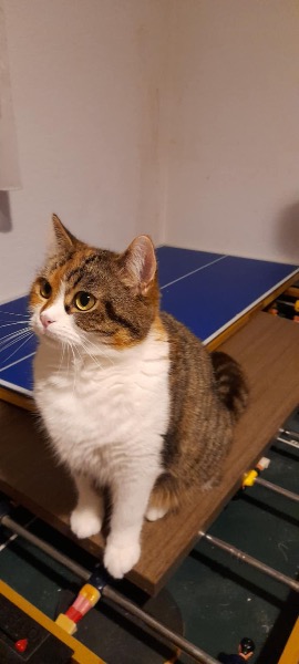 Verkaufe halbe Perser Katze