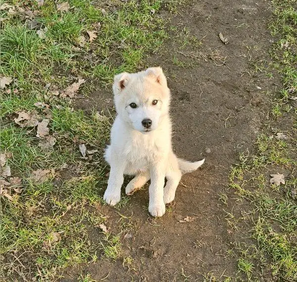 Siberian Husky Welpen
