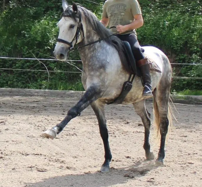 Wunderschöner Lusitano Dressurwallach zu verkaufen