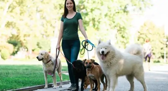 Biete Dogsitting im Raum Dielsdorf/Regensdorf