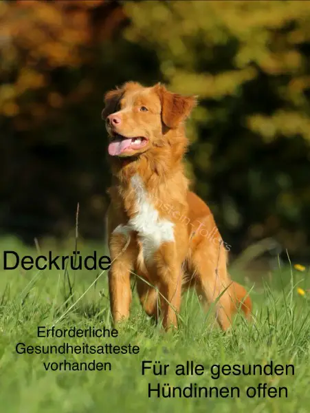 Deckrüde
