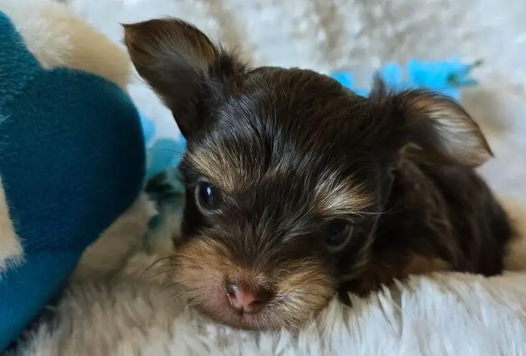 Yorkshire Terrier Welpen