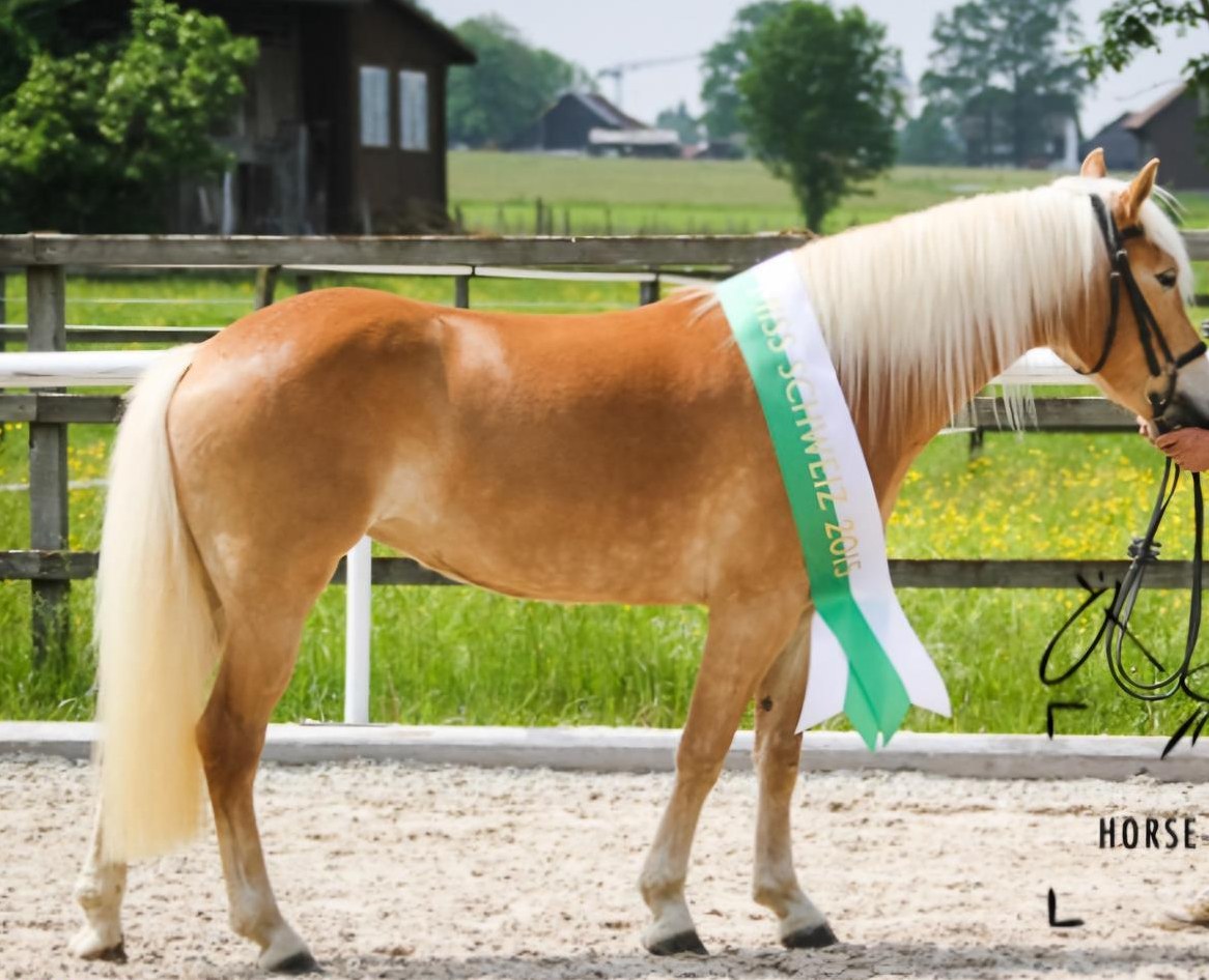 Haflinger Stute - ehemalige Miss Schweiz zu verkaufen