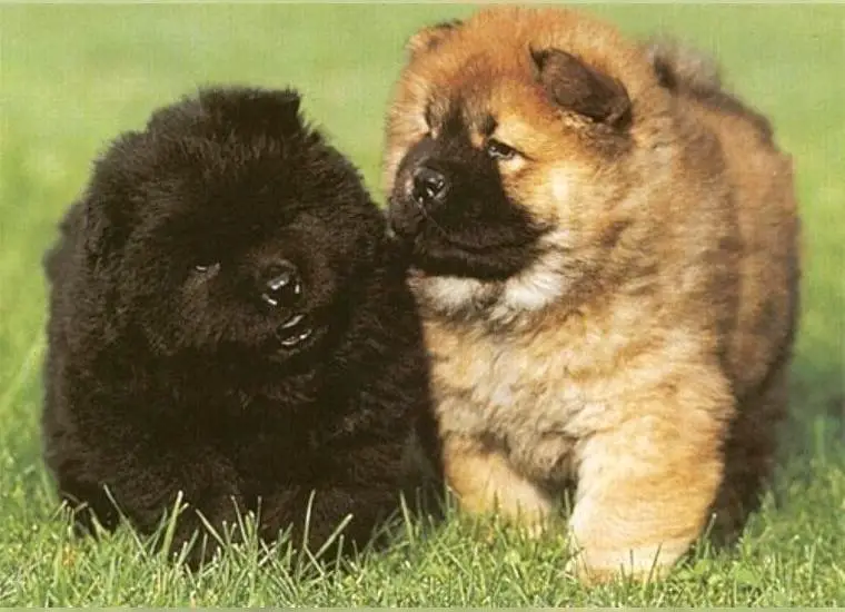 Suche Chow Chow Welpen