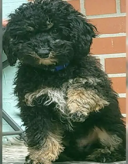 4 Rüden Zwergpudel Welpen schwarz und black and tan Pudel