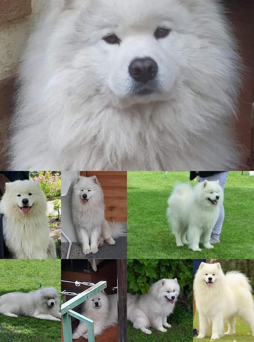 Samojeden Rüde, 7-jährig sucht ein Zuhause