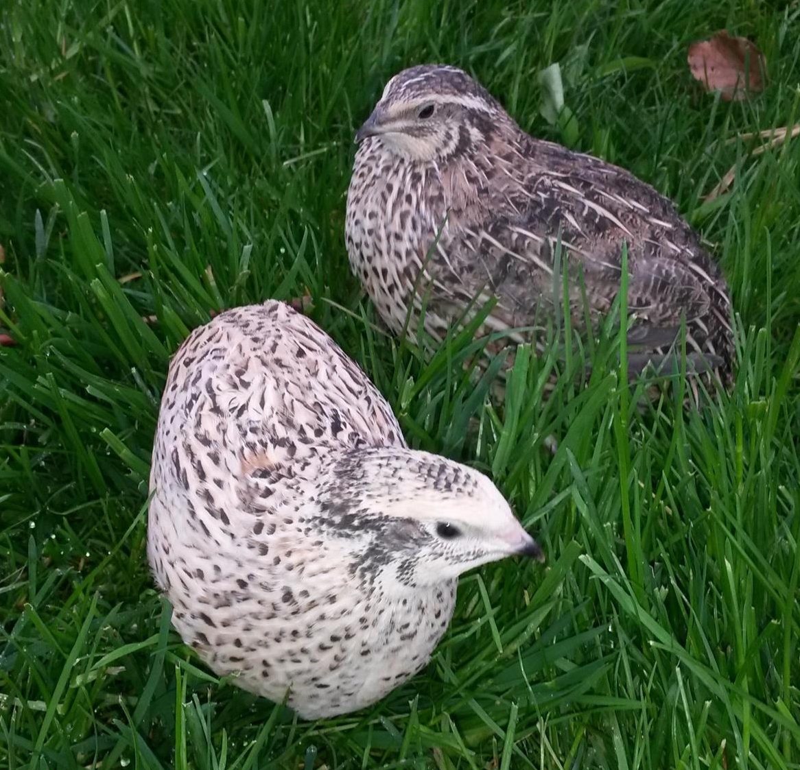 Junge Legewachteln abzugeben