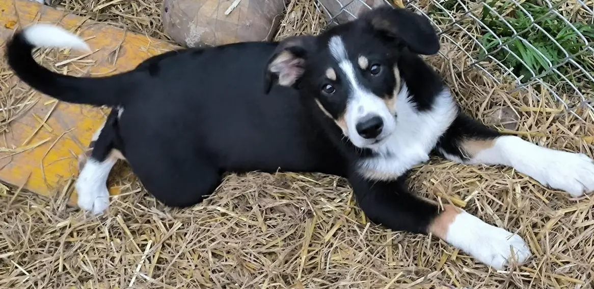 Border Collie Mischlingswelpe zu verkaufen