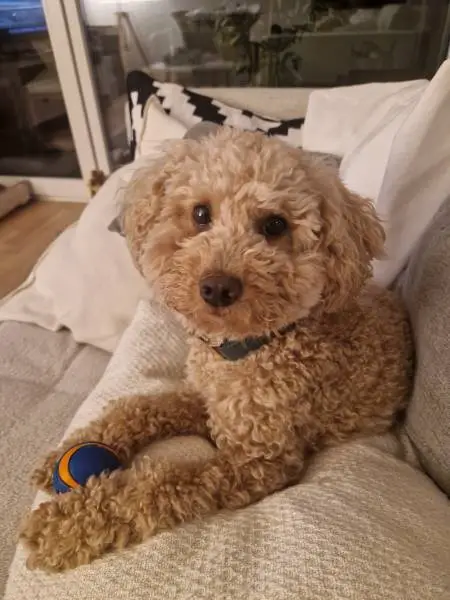 Caniche nain pour saillies – Suisse romande