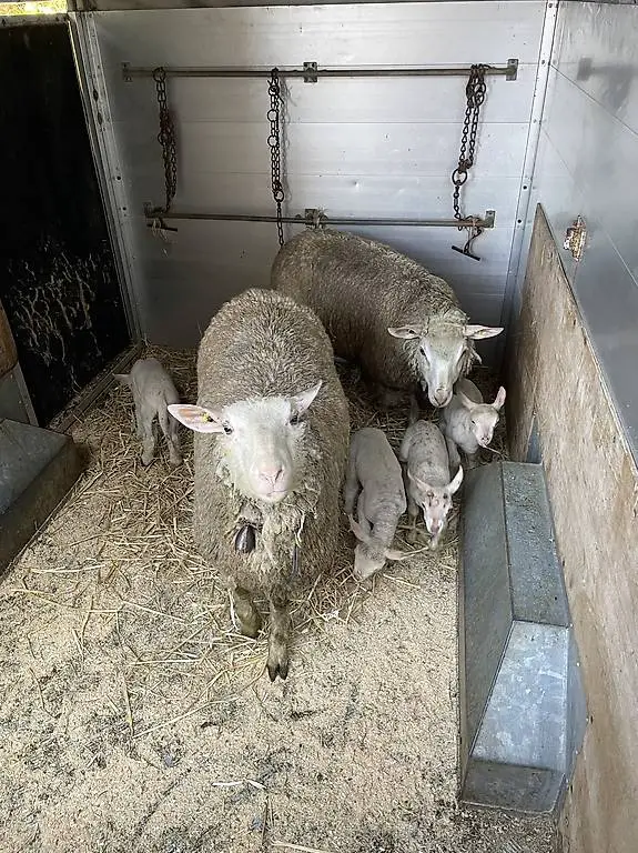 Mutterschaf mit zwei Lamm