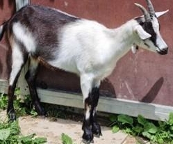 Pfauenziege Wega, ein zutrauliches Pfauengitzi