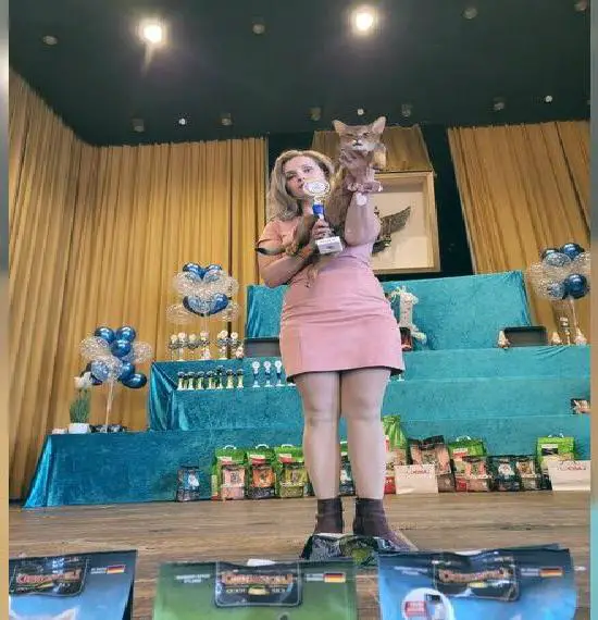 Abessinier Deckkater 1 Jahr alt ruddy IN.Champion Stammbaum